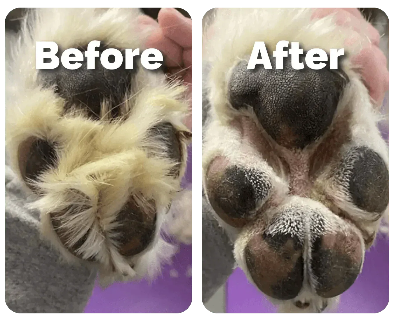 Pet Grooming Trimmer