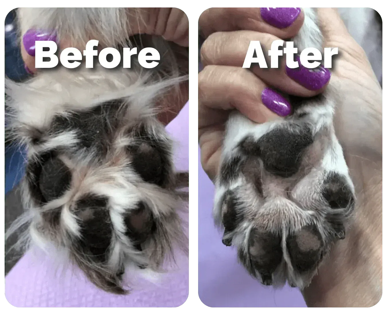 Pet Grooming Trimmer